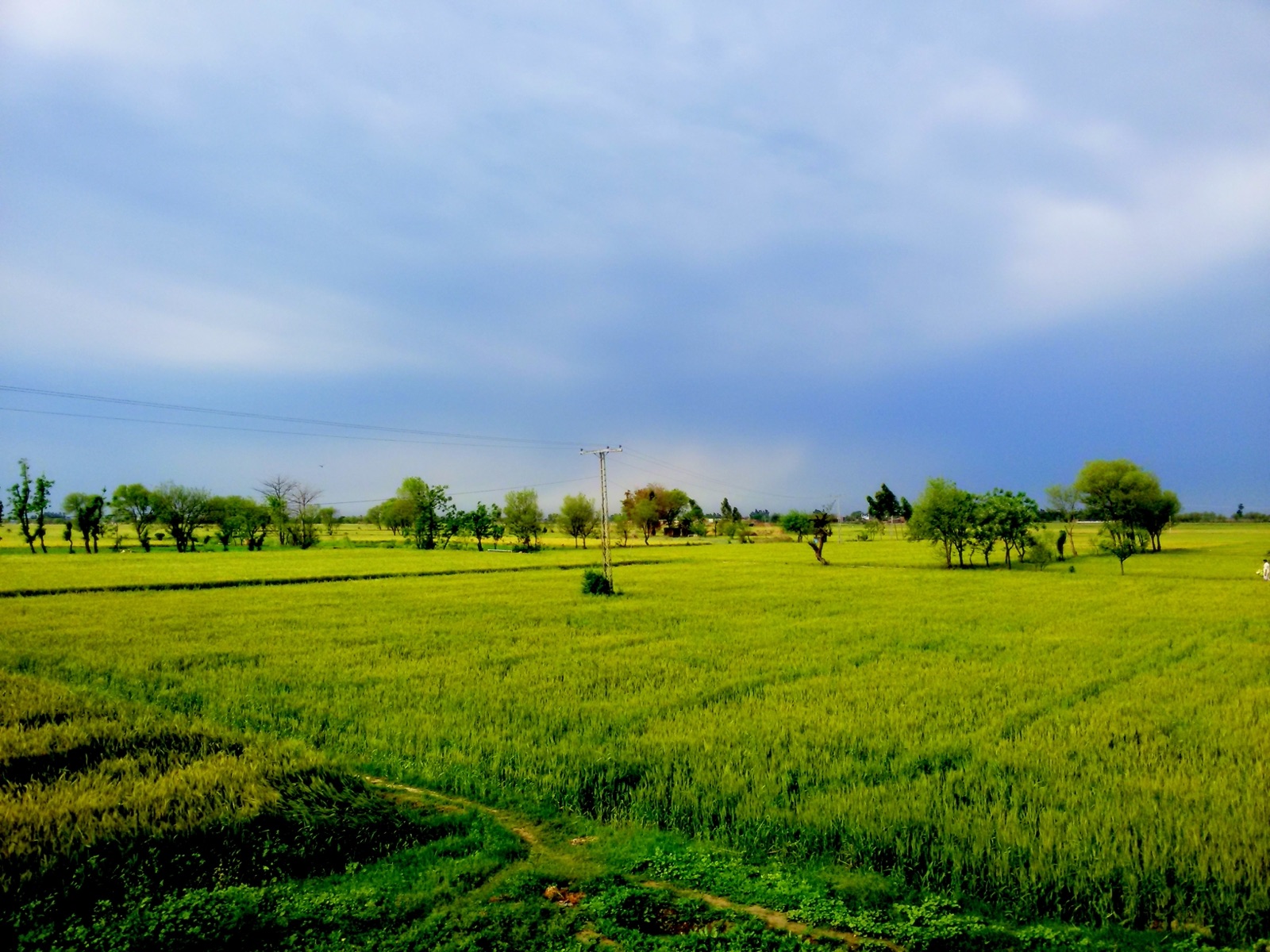 Rice Trading & Farmer Facilitation
